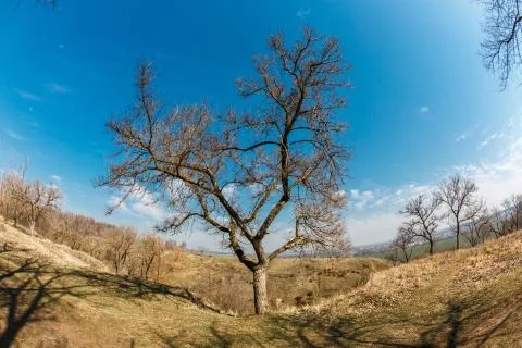Spring tree in the park without leaves against the blue sky. Stock Photos