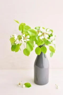 Spring tree pear branch Stock Photos