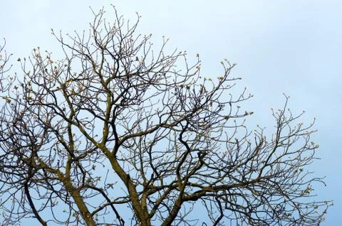 Spring tree Stock Photos