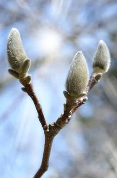 Spring tree Stock Photos