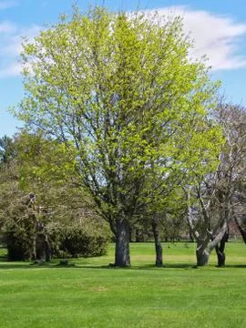 Spring tree Stock Photos