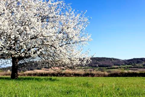 Spring tree Stock Photos
