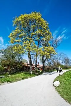 Spring tree Stock Photos