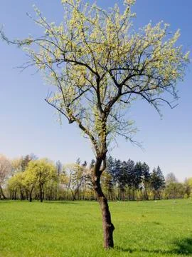 Spring tree Stock Photos