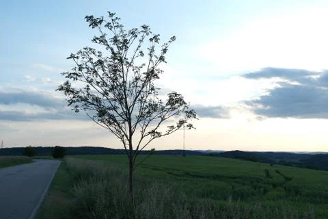 Spring tree 写真素材