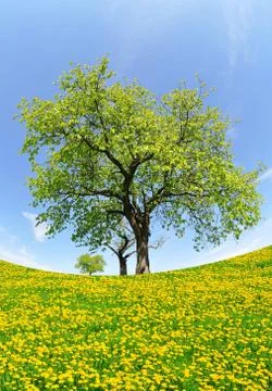 Spring tree Stock Photos