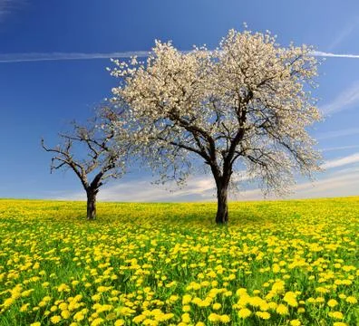 Spring tree Foto stock