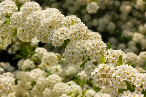 Spring tree Stock Photos
