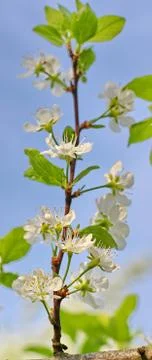 Spring tree Stock Photos