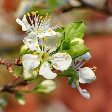Spring tree Stock Photos