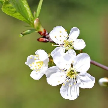 Spring tree Stock Photos