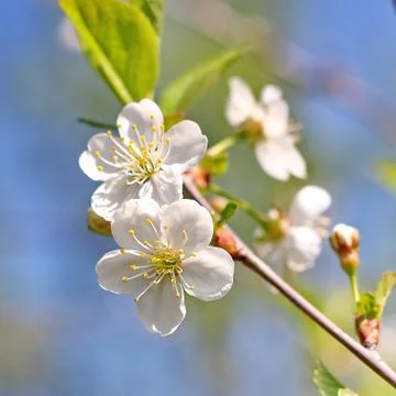Spring tree Stock Photos