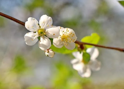 Spring tree Stock Photos