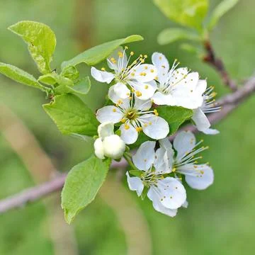 Spring tree Stock Photos