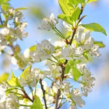 Spring tree Stock Photos
