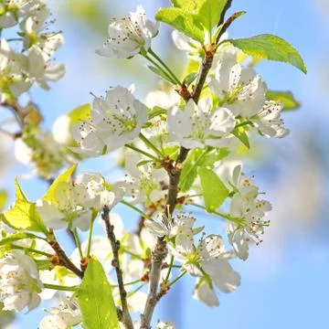 Spring tree Stock Photos