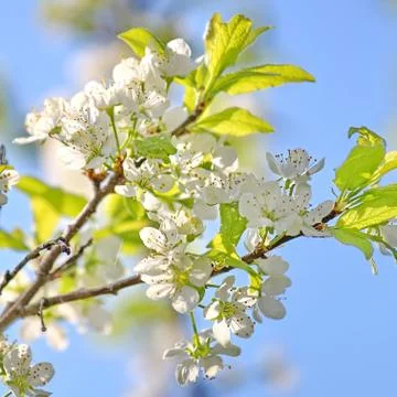 Spring tree Stock Photos