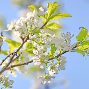 Spring tree Stock Photos