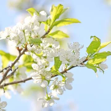 Spring tree Stock Photos