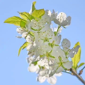 Spring tree Stock Photos