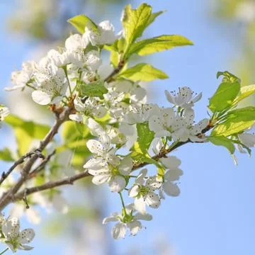 Spring tree Foto stock