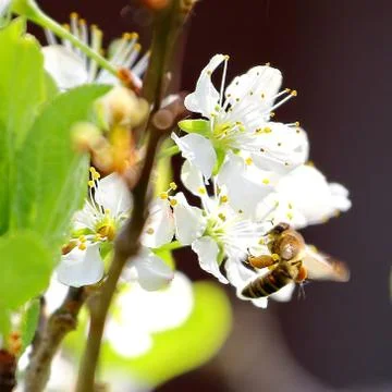 Spring tree Stock Photos