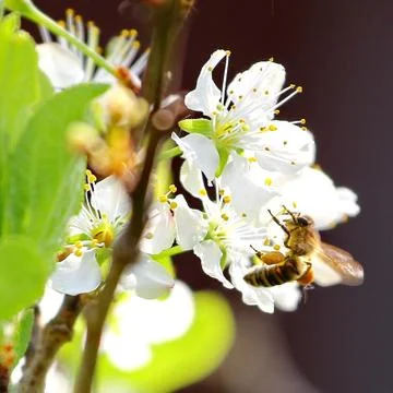 Spring tree Stock Photos