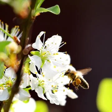 Spring tree Stock Photos