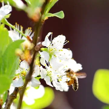 Spring tree Stock Photos