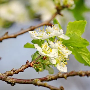 Spring tree Stock Photos
