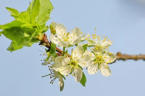 Spring tree Stock Photos