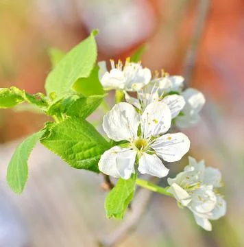 Spring tree Stock Photos