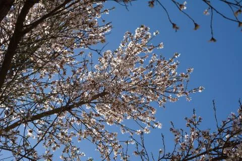 Spring tree Foto stock