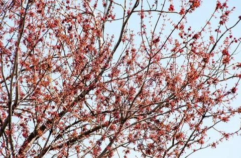 Spring Tree Stock Photos