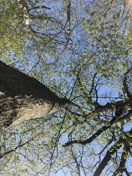 Spring Tree Stock Photos