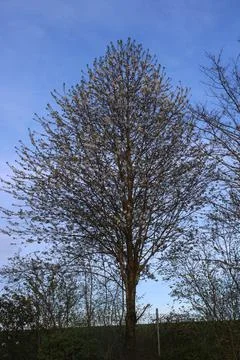 Spring Tree Foto stock
