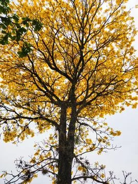 Spring Tree Stock Photos