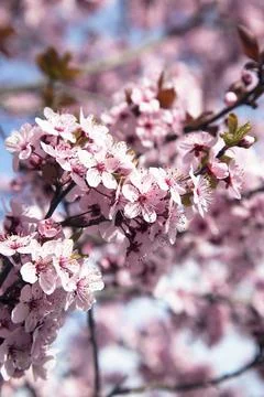 Spring tree pink flower. Stock Photos