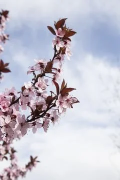Spring tree pink flower. Stock Photos