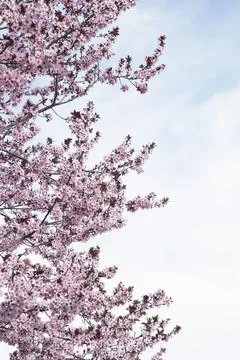 Spring tree pink flower. Stock Photos