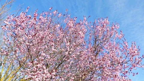 Spring tree with pink flowers almond blossom on branch with movement Stock Footage 73522228