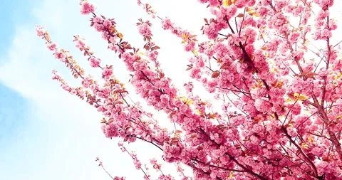 Spring tree with pink flowers almond blossom on a branch on green background, Stock Footage 152323971