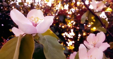 Spring tree with pink flowers almond blossom on a branch background, on sunset 스톡 동영상 276410089