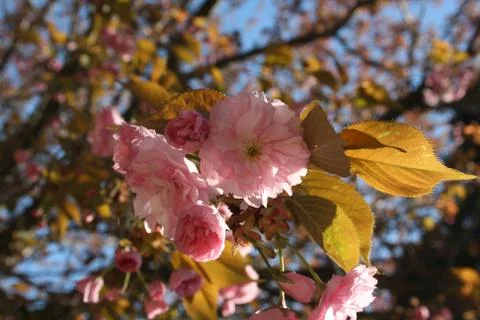 Spring tree with pink flowers Stock Photos