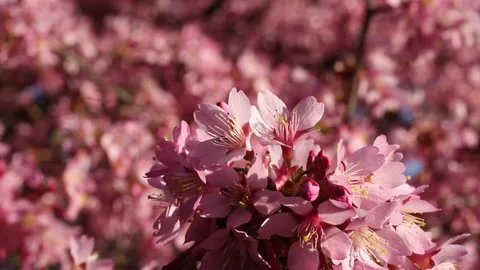 Spring tree with pink flowers. Spring border or background art with pink blossom Stock Footage 237121628