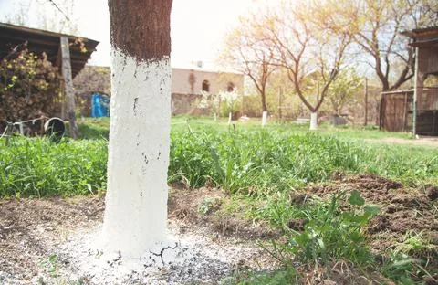 Spring tree protection. Tree with lime Stock Photos