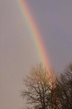 Spring tree on a rainbow background. Place for your text Stock Photos