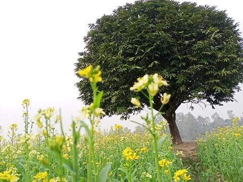 Spring tree in the rapeseed field. Stock Photos
