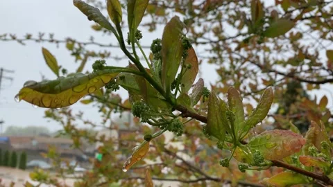 Spring Tree in St. Louis Stock Footage 152731227