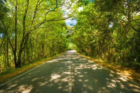 Spring, tree straight road on sunset. Maremma, Tuscany, Italy Stock Photos